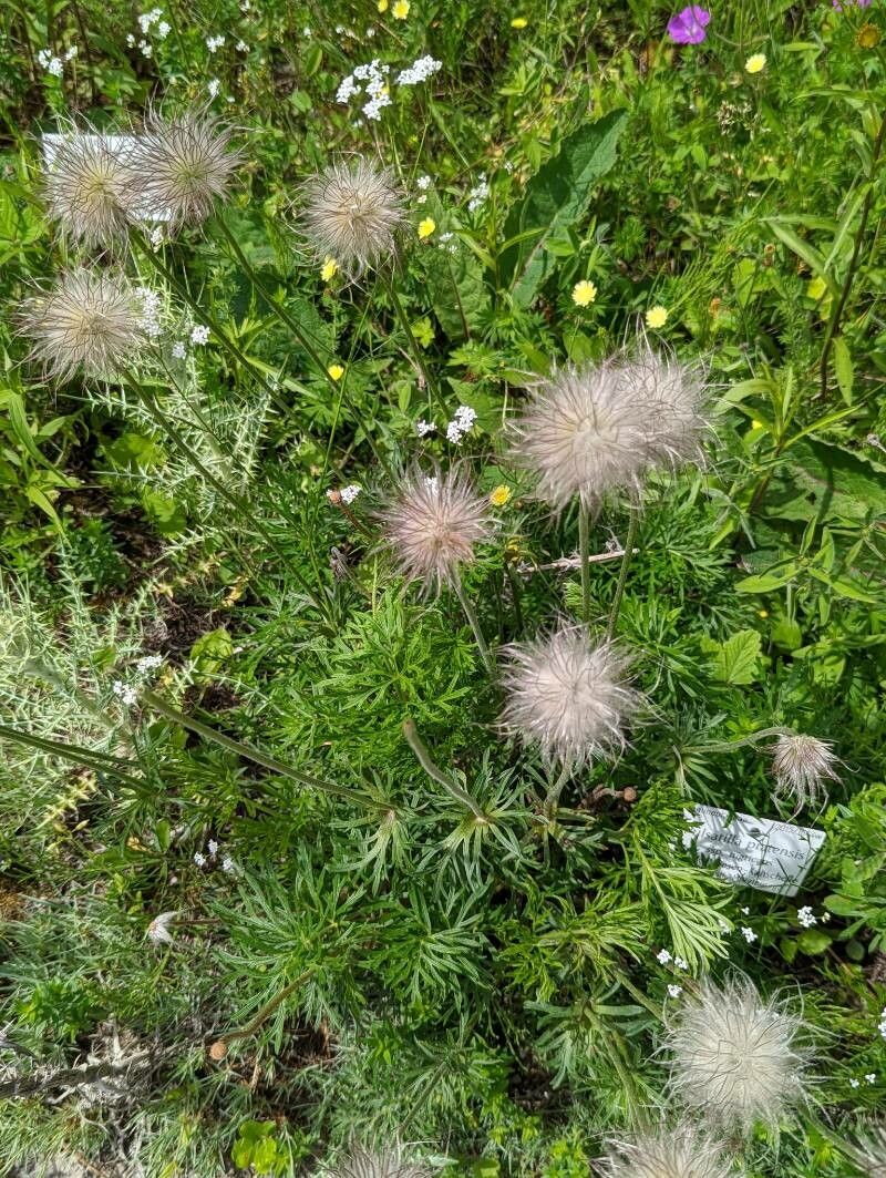 Anemone pratensis fruit