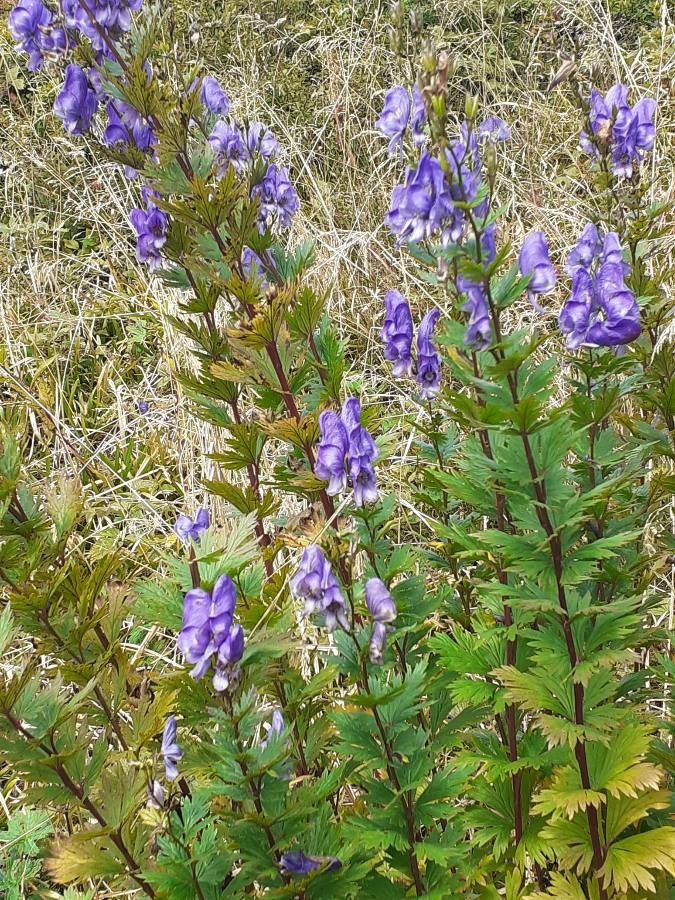 Aconitum carmichaelii flower