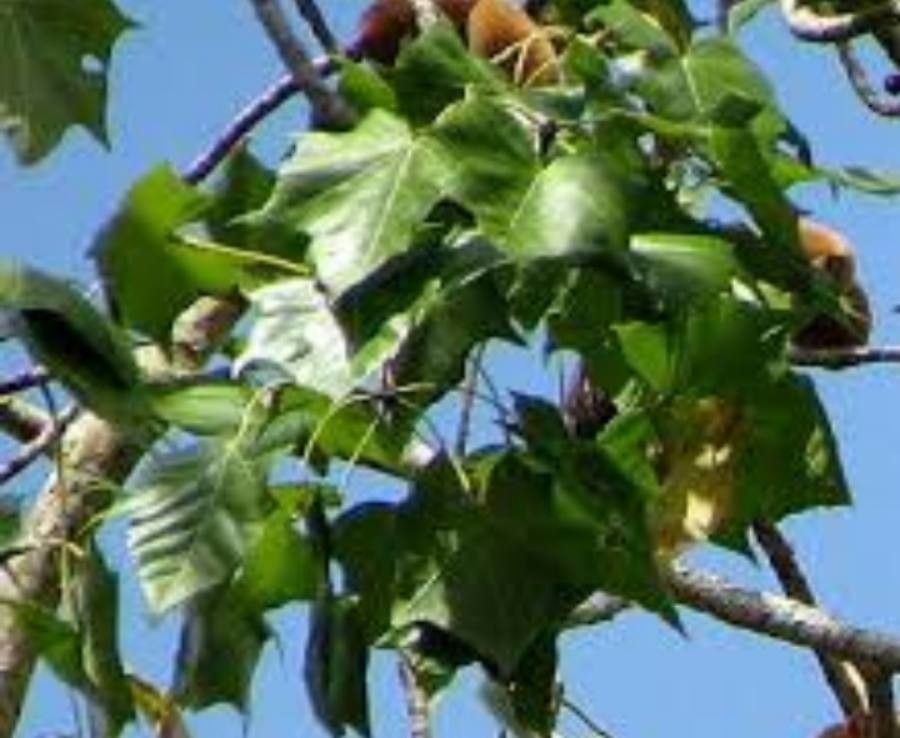 Sterculia appendiculata — search result for 'Sterculia'