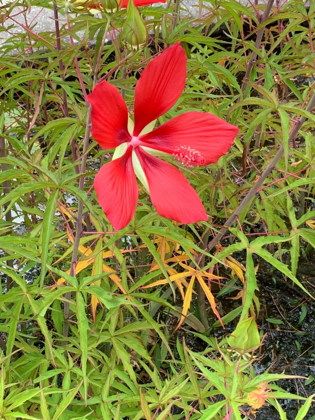 Hibiscus coccineus flower