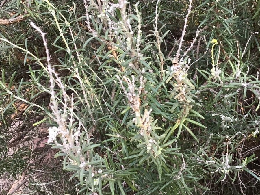 Thymus granatensis — search result for 'Thymus'