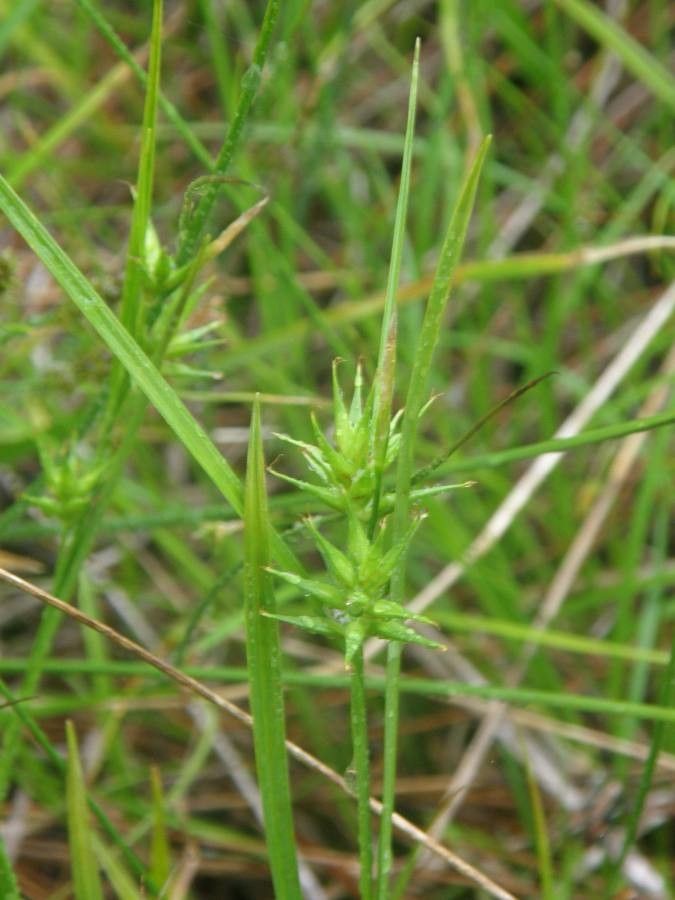 Carex michauxiana flower