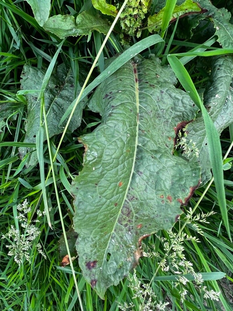 Rumex x pratensis — houseplant care guide