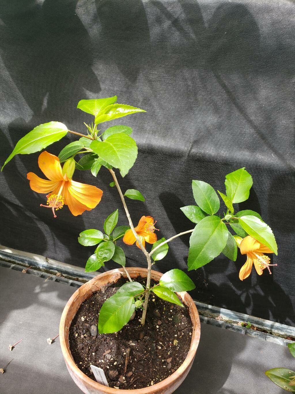 Hibiscus kokio habit