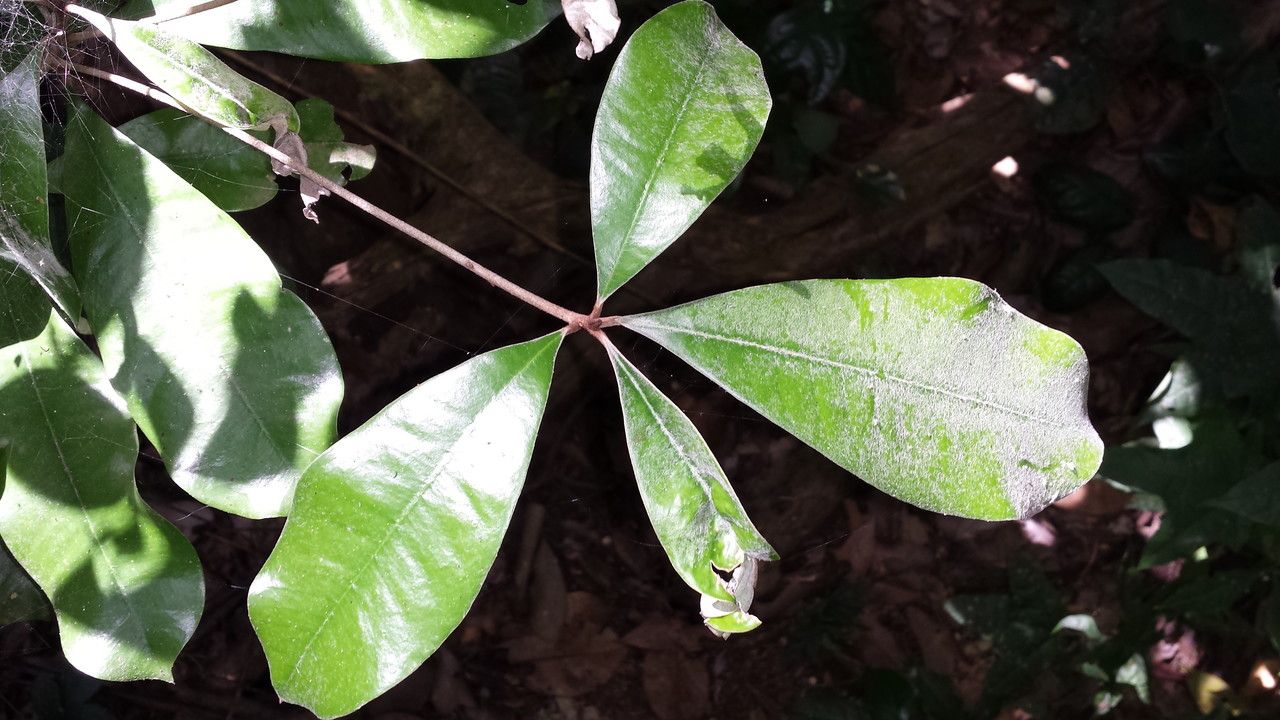 Englerophytum oblanceolatum — houseplant care guide