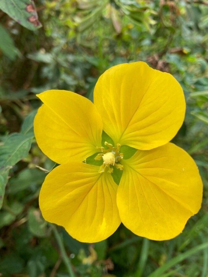 Ludwigia peruviana flower