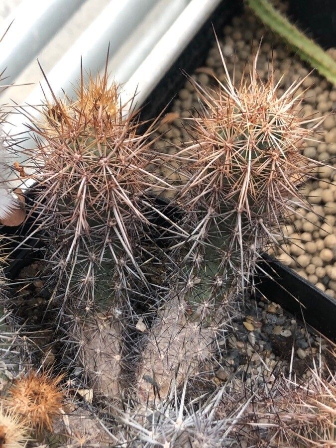 Echinocereus barthelowanus — related species from the same genus