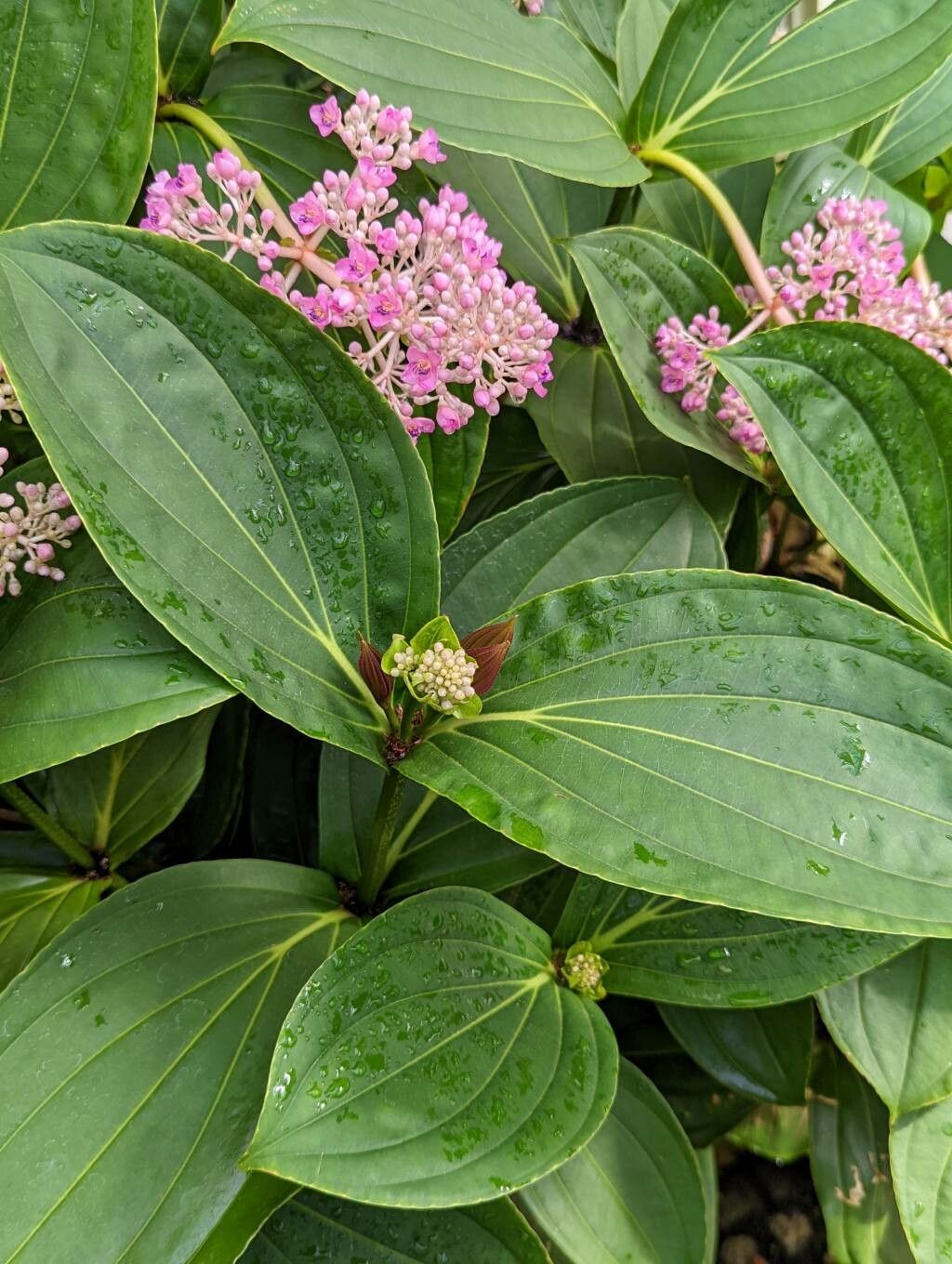 Medinilla speciosa — search result for 'Medinilla'