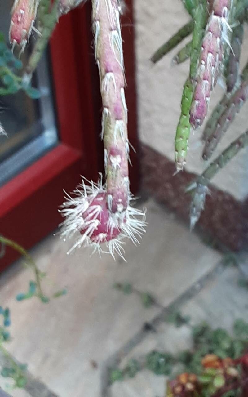 Rhipsalis pilocarpa fruit