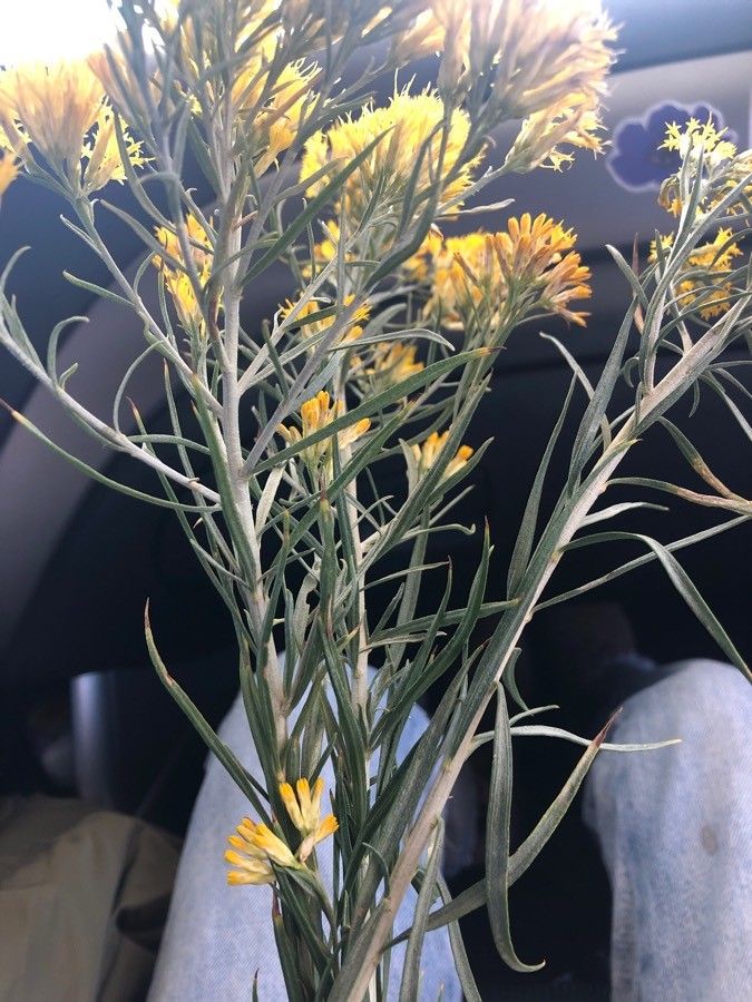 Tetradymia filifolia — related species from the same genus