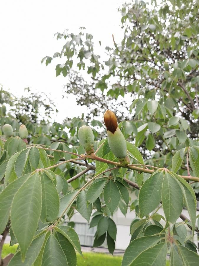 Ceiba aesculifolia — related species from the same genus