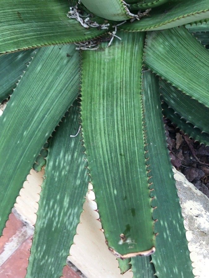 Aloe immaculata leaf