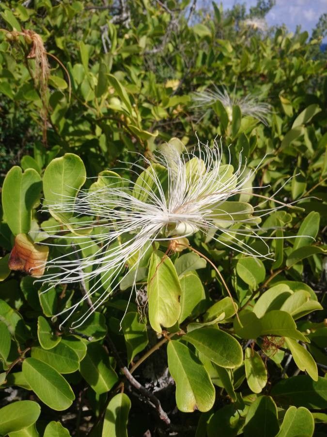 Cynophalla flexuosa leaf
