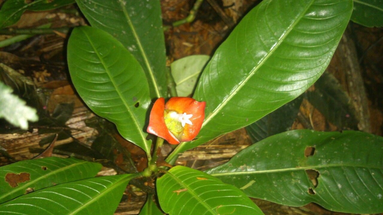Psychotria elata flower