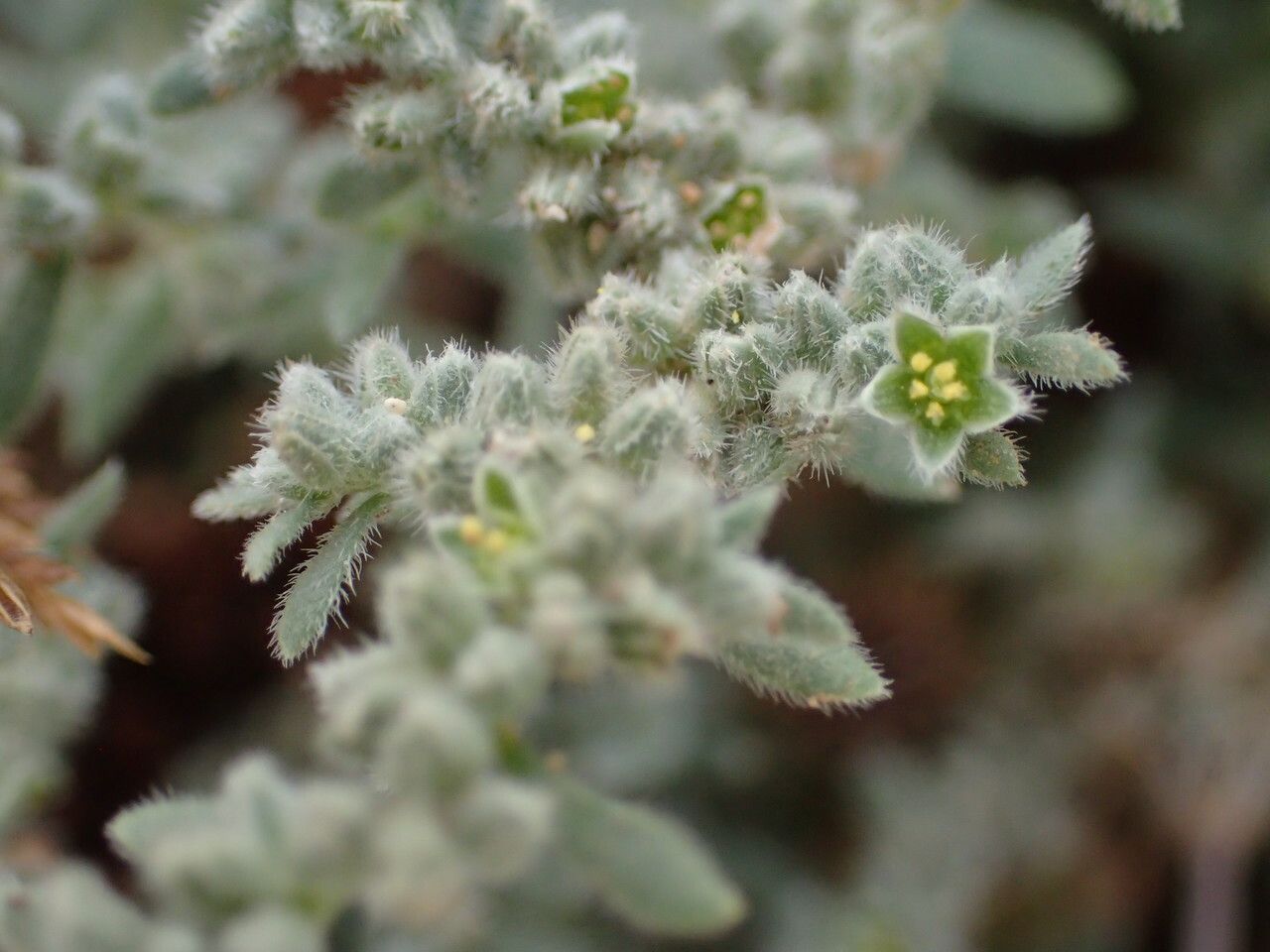Herniaria incana flower