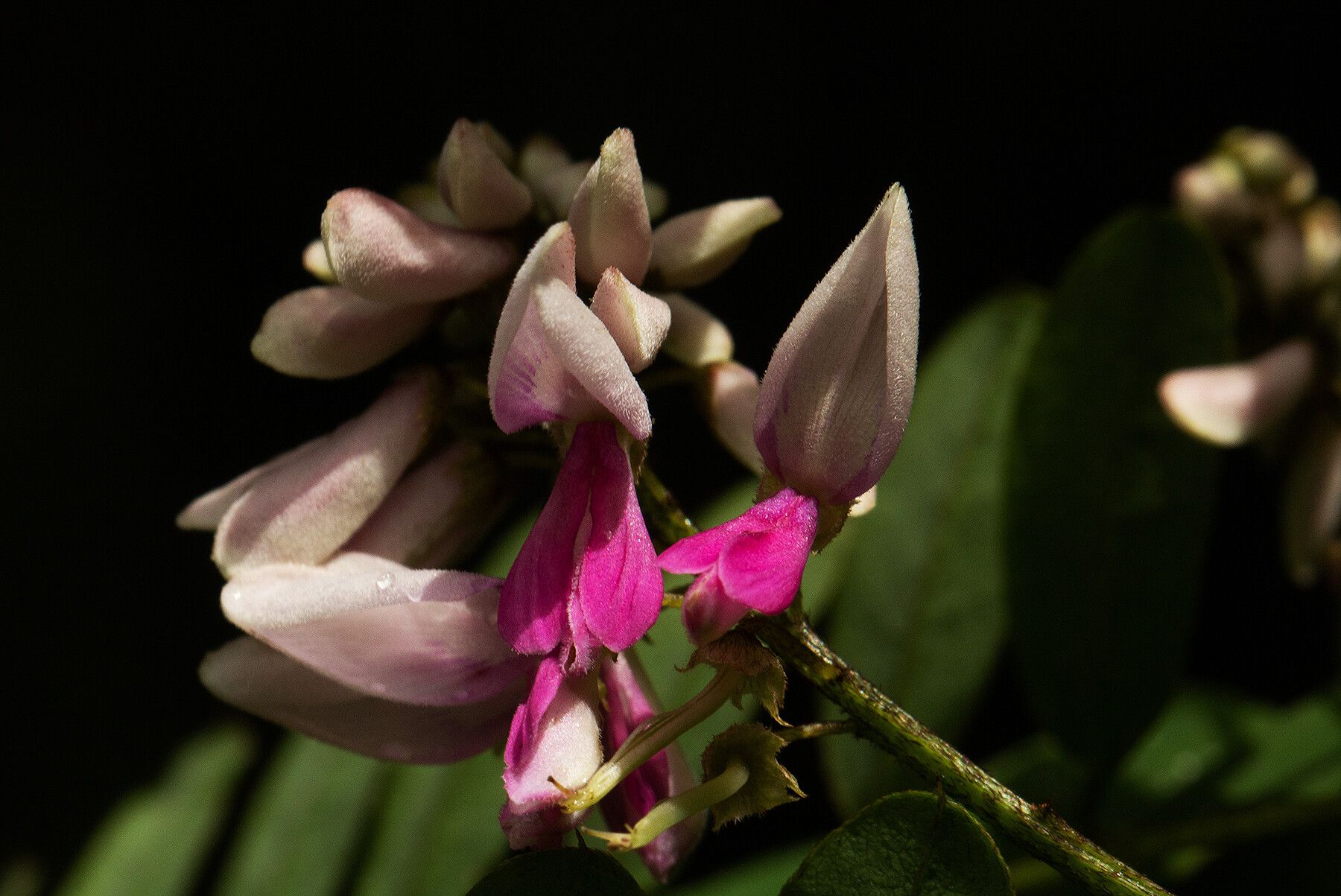 Indigofera roseocaerulea flower