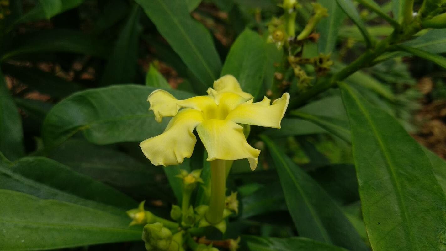 Thevetia ahouai flower