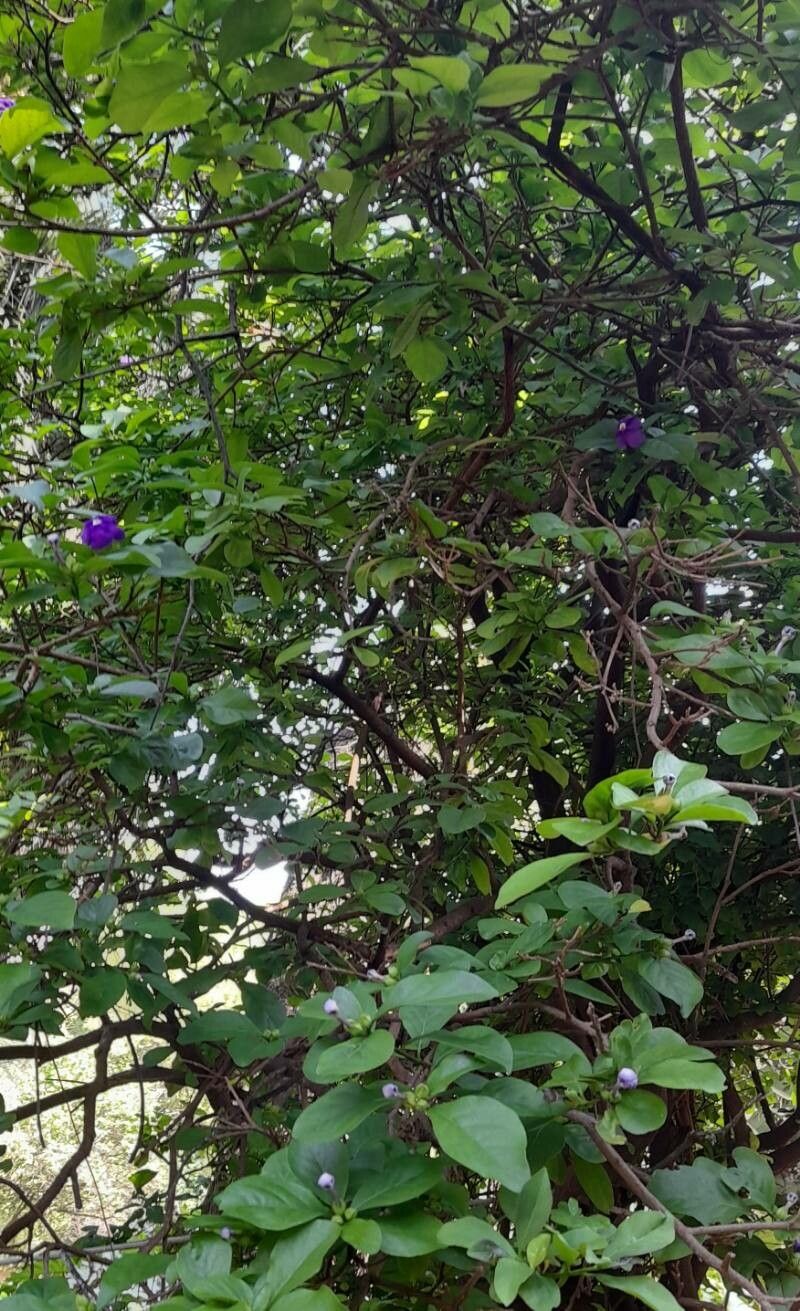 Brunfelsia australis habit