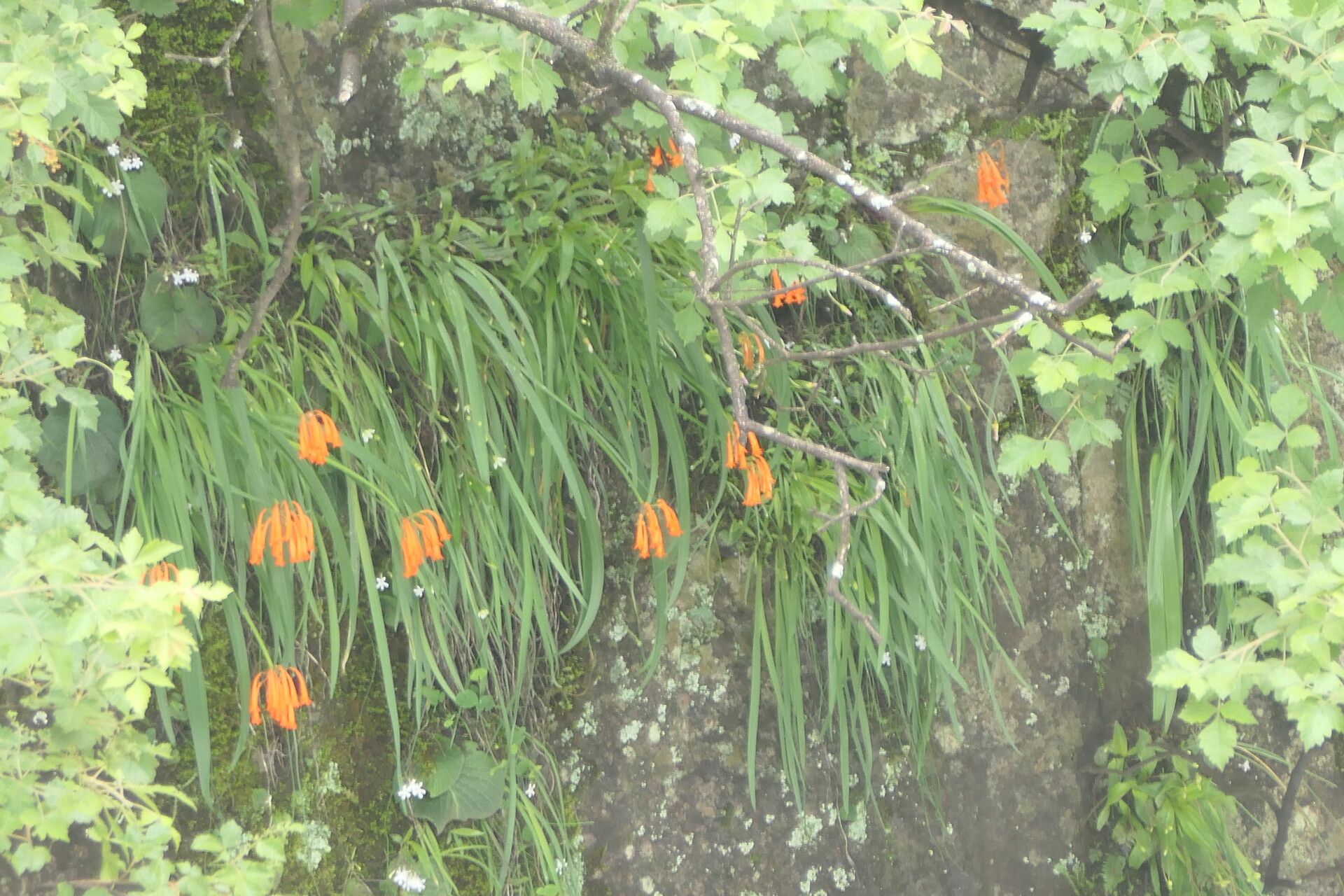 Cyrtanthus tuckii habit