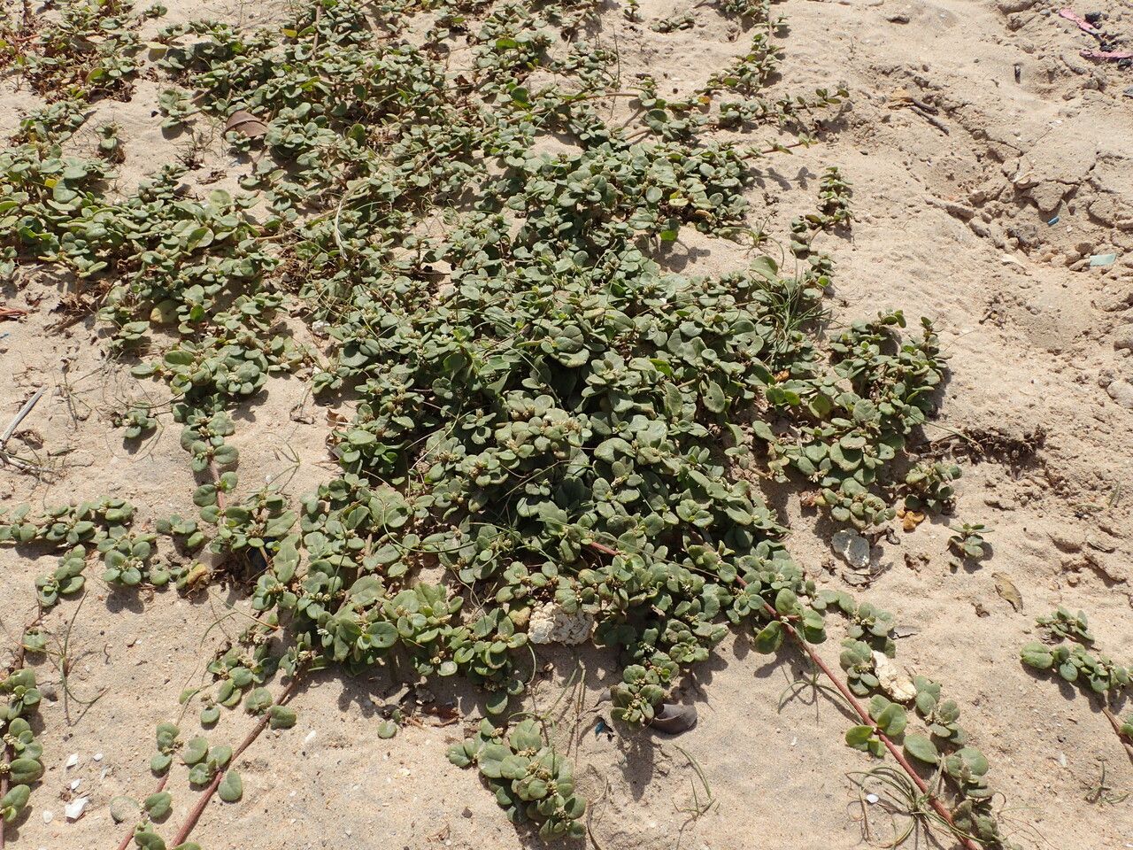 Alternanthera littoralis habit