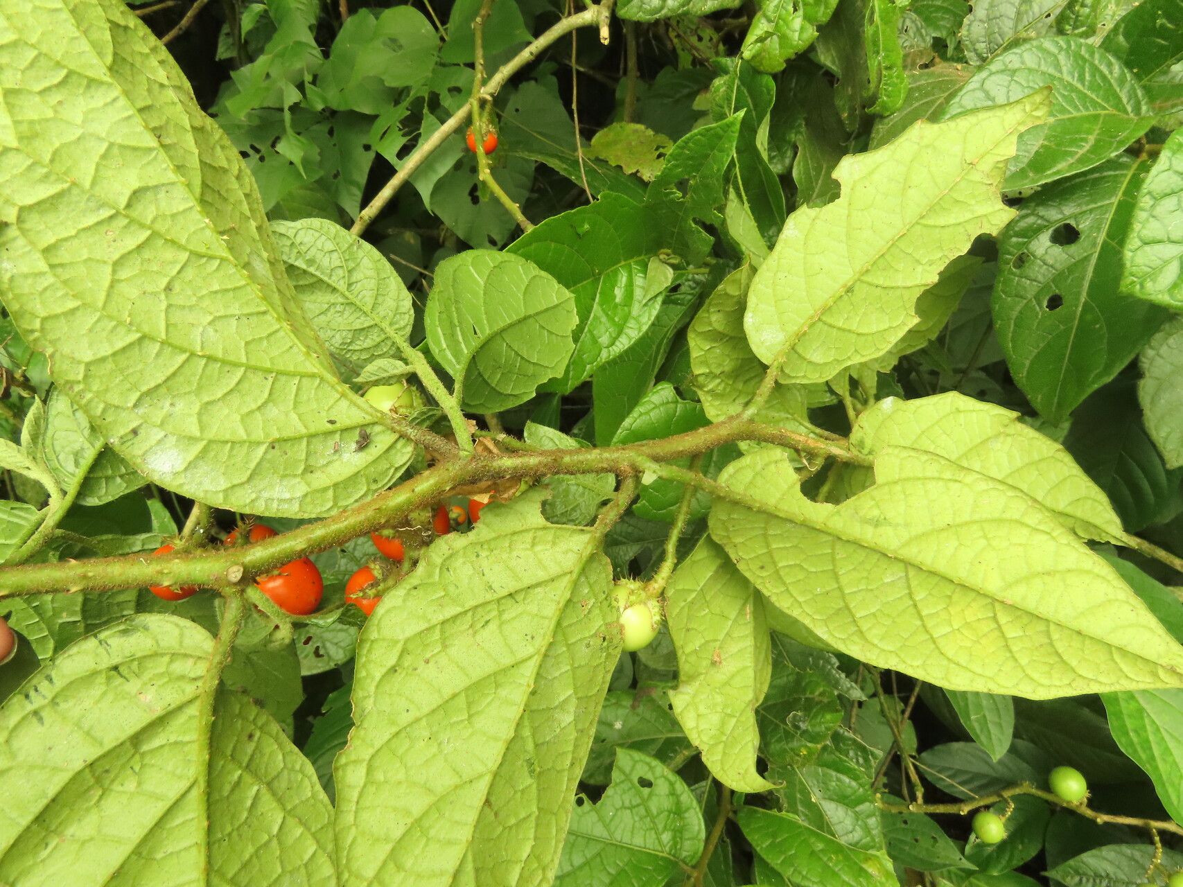 Solanum aturense — houseplant care guide