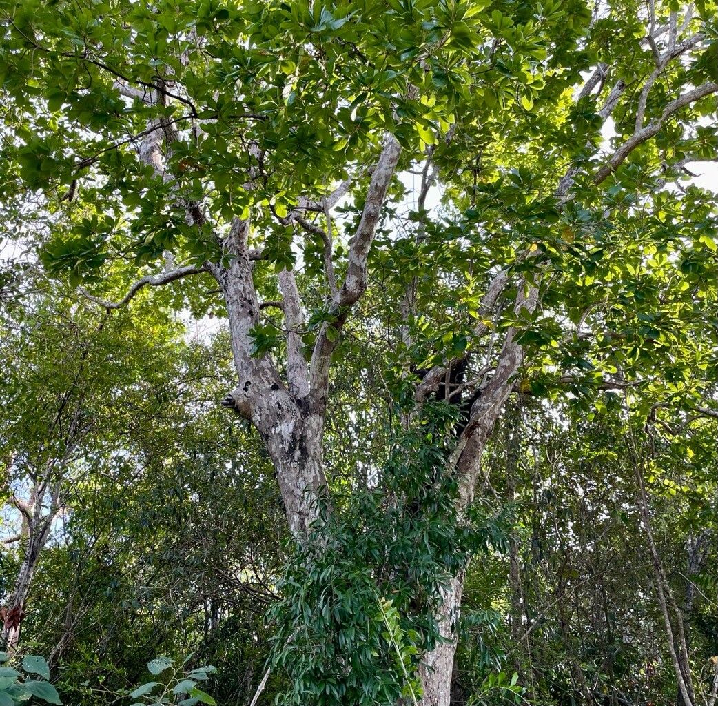 Terminalia eriostachya habit