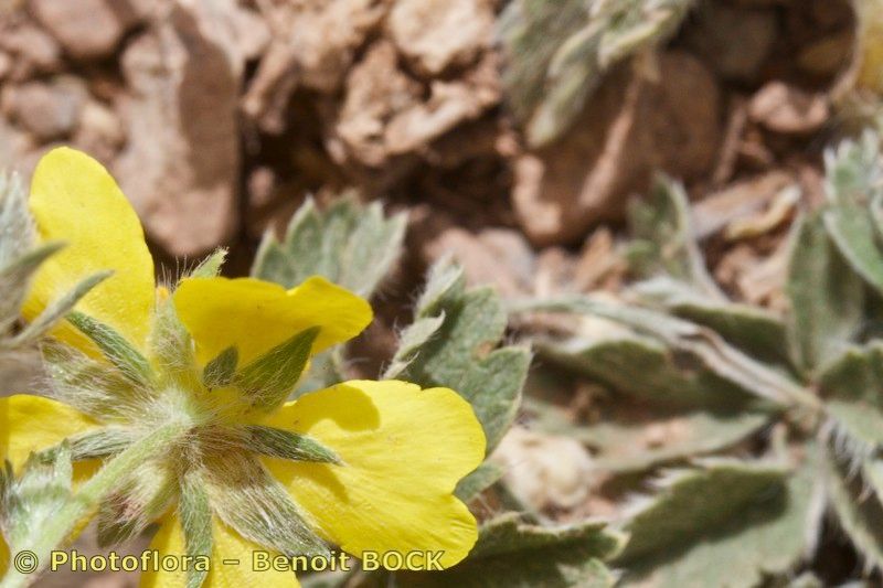 Potentilla maura other