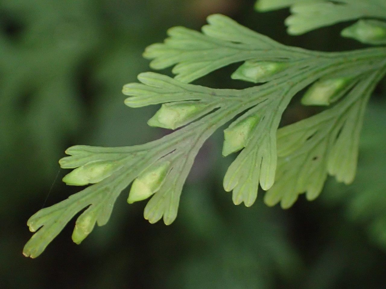 Trichomanes bipunctatum fruit