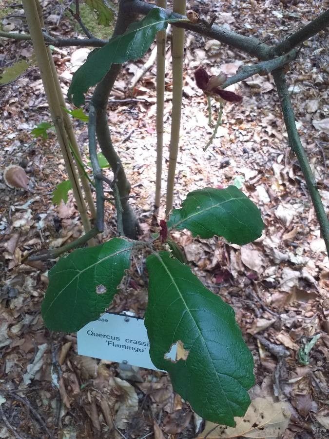 Quercus crassifolia leaf