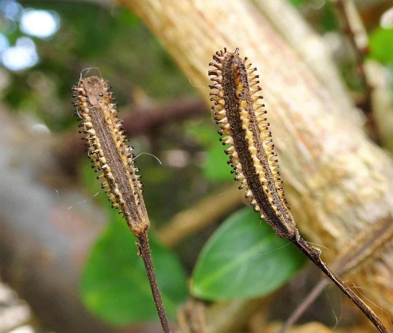 Pisonia aculeata fruit