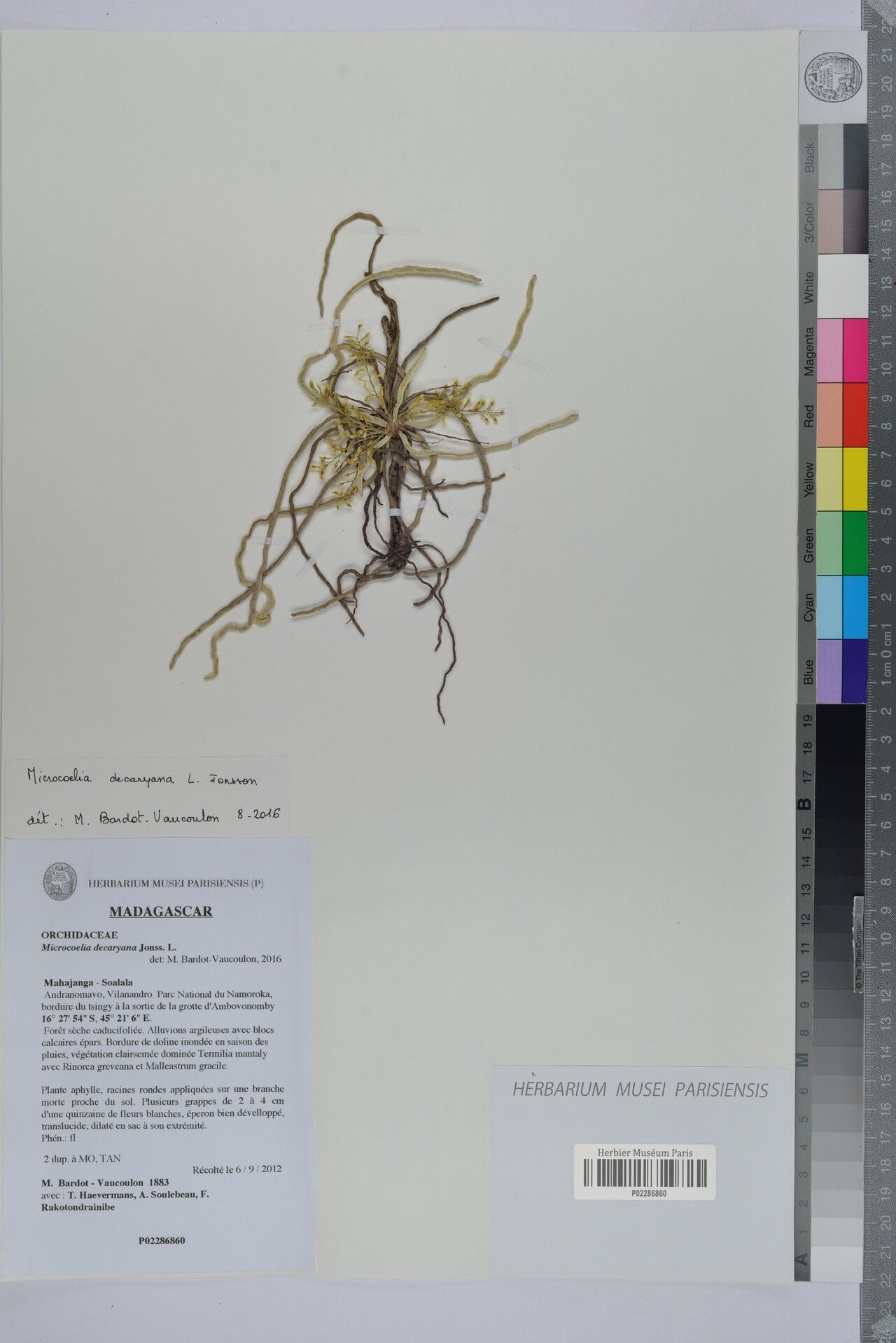 Microcoelia decaryana — related species from the same genus