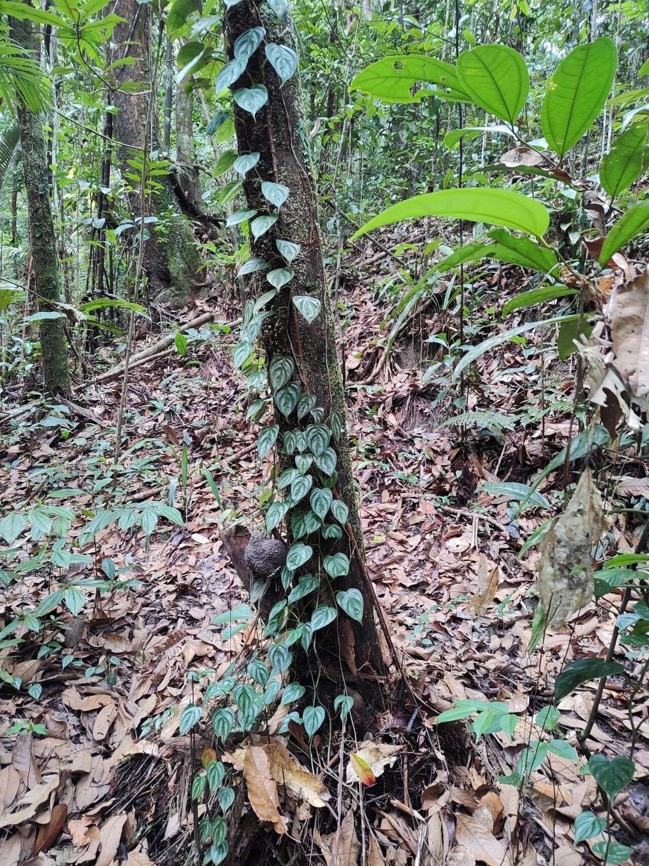Philodendron toshibae habit