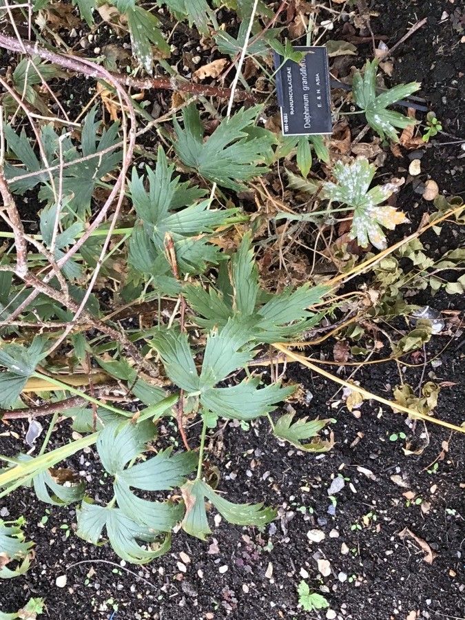 Delphinium grandiflorum