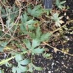 Delphinium grandiflorum