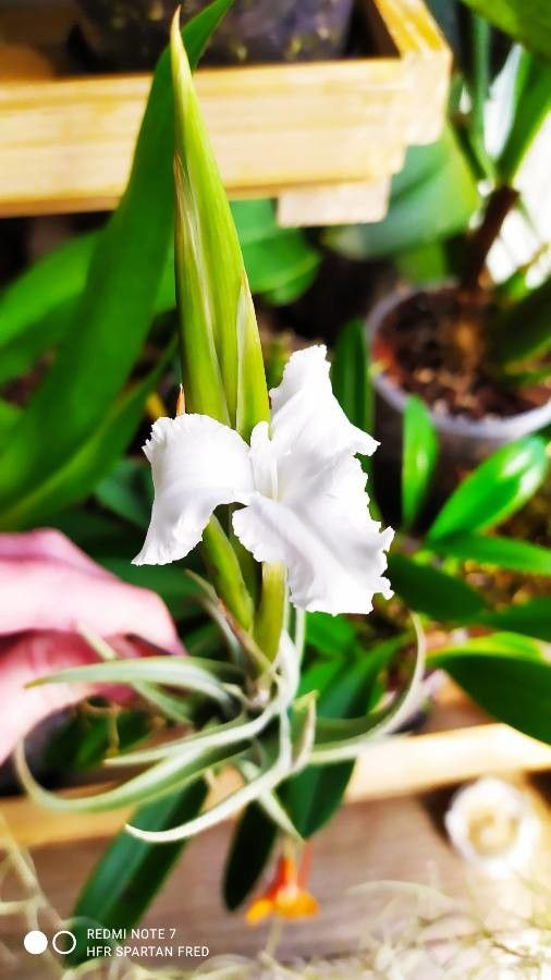 Tillandsia xiphioides flower
