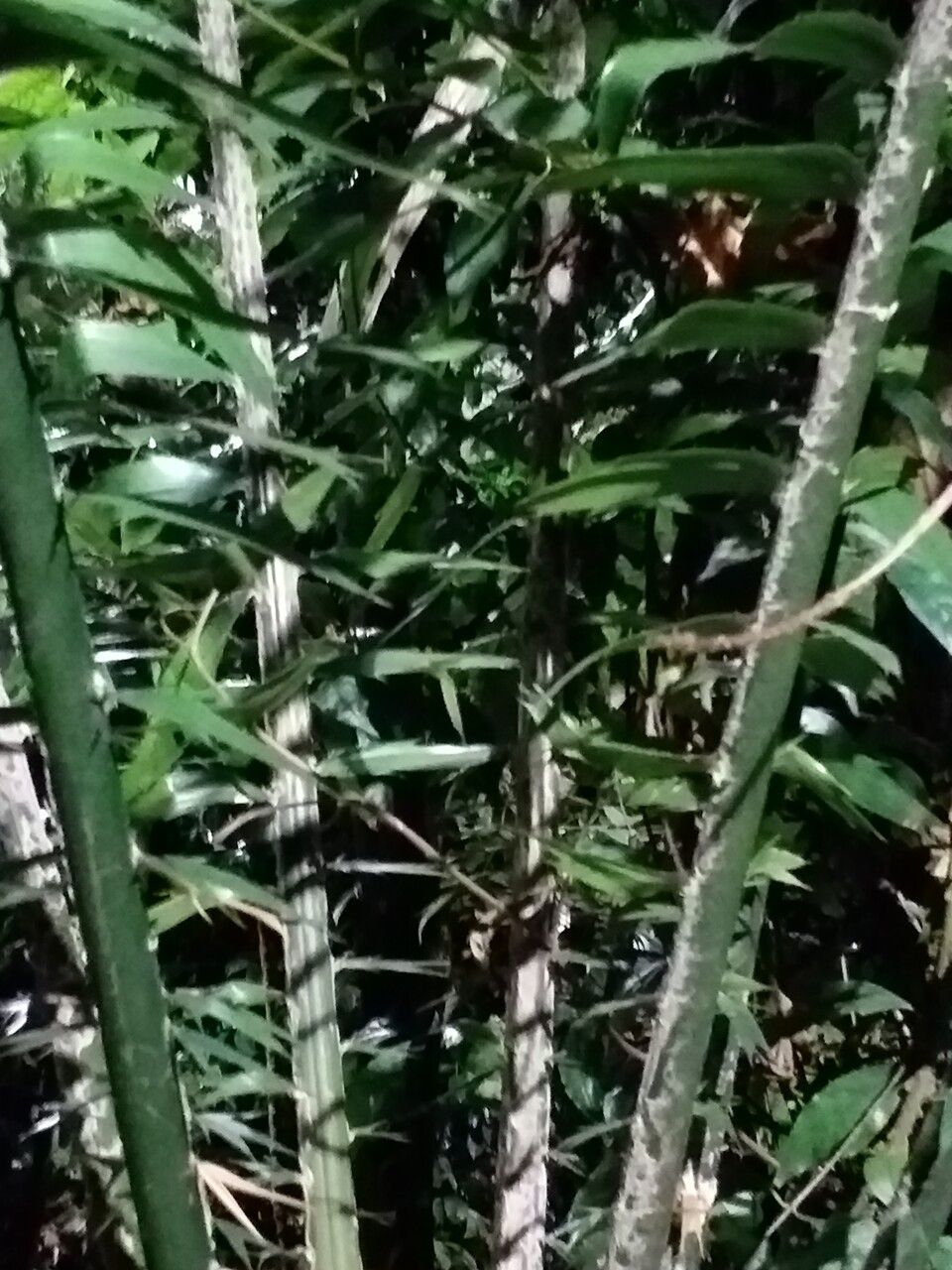 Encephalartos laurentianus — search result for 'Angola'