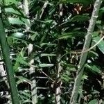 Encephalartos laurentianus