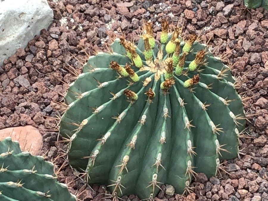 Ferocactus pottsii — houseplant care guide
