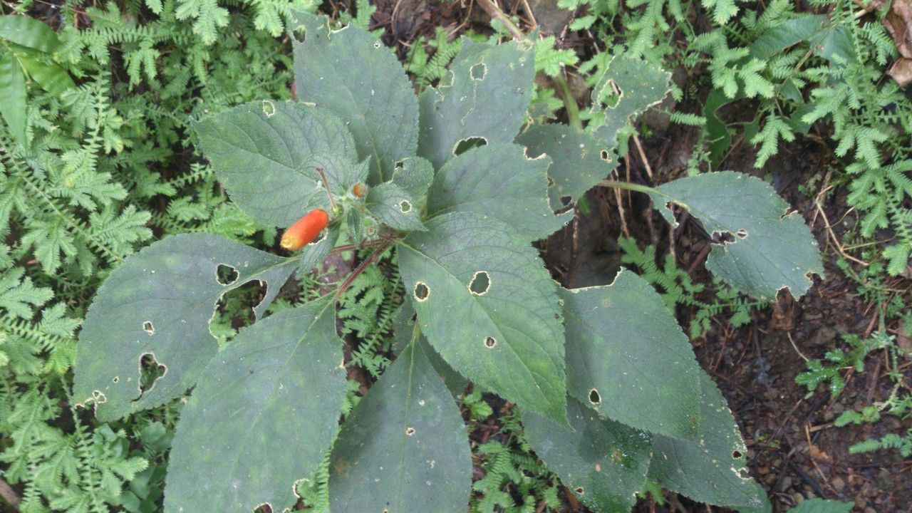 Kohleria tubiflora — houseplant care guide