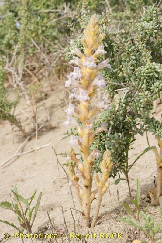 Orobanche gratiosa habit