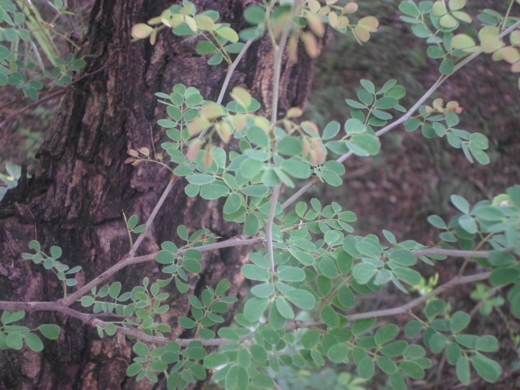 Acacia gourmaensis leaf