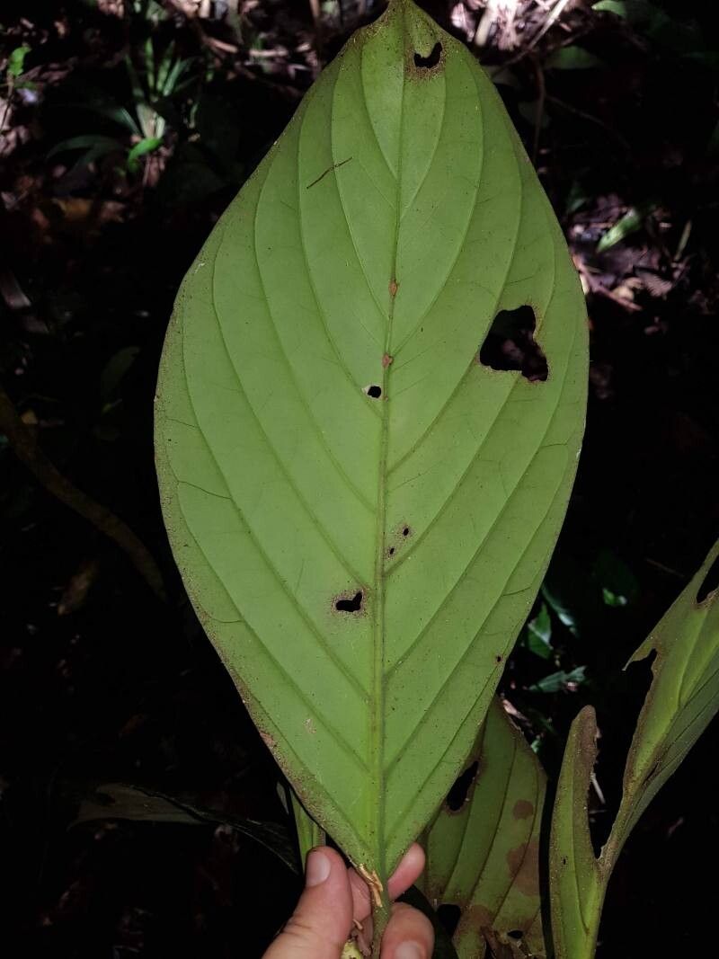 Posoqueria grandiflora — related species from the same genus