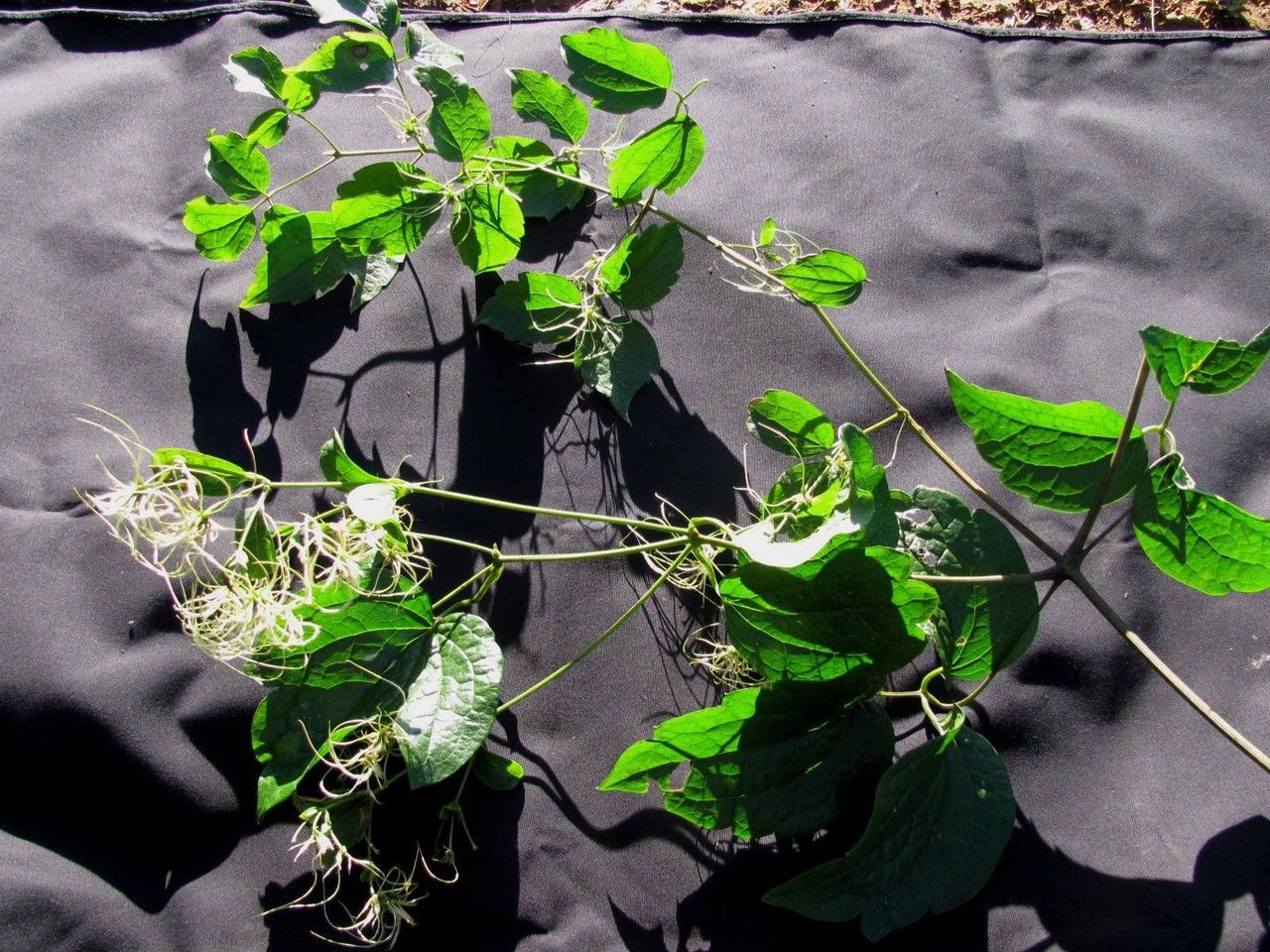 Clematis grossa — search result for 'Clematis'