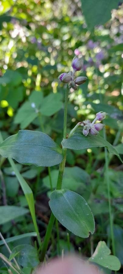 Callisia diuretica other