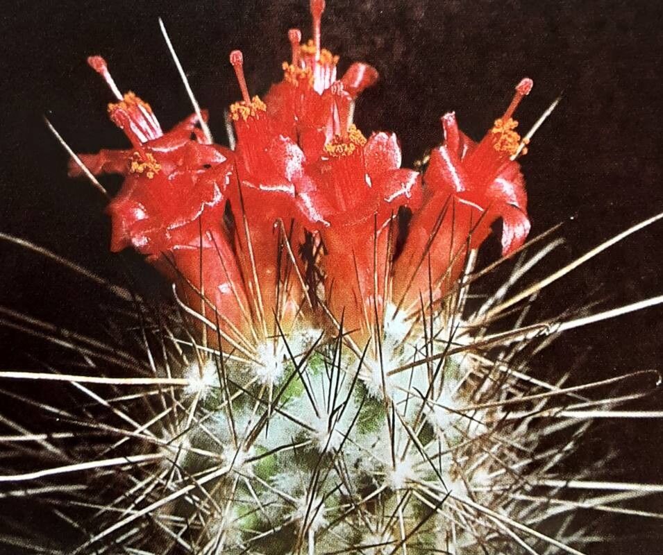 Cochemiea maritima — houseplant care guide