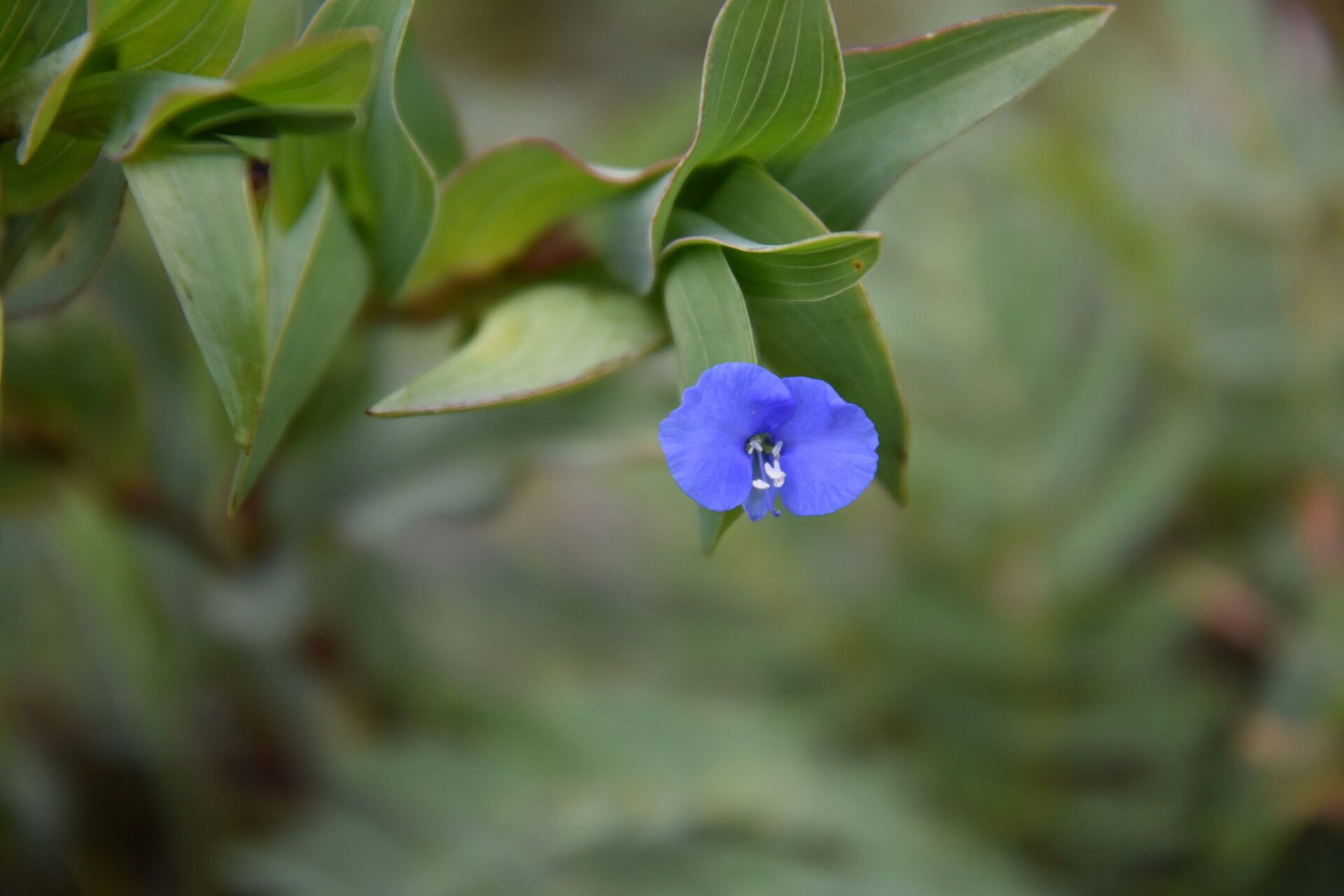 Commelina sphaerorrhizoma flower
