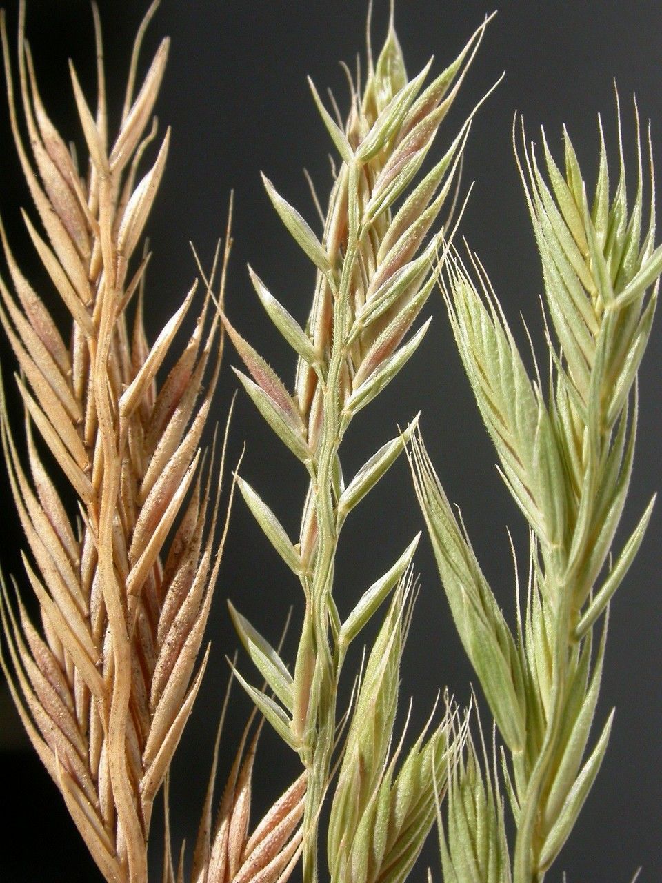 Vulpia octoflora fruit