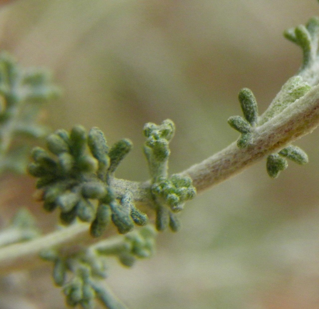 Artemisia barrelieri leaf