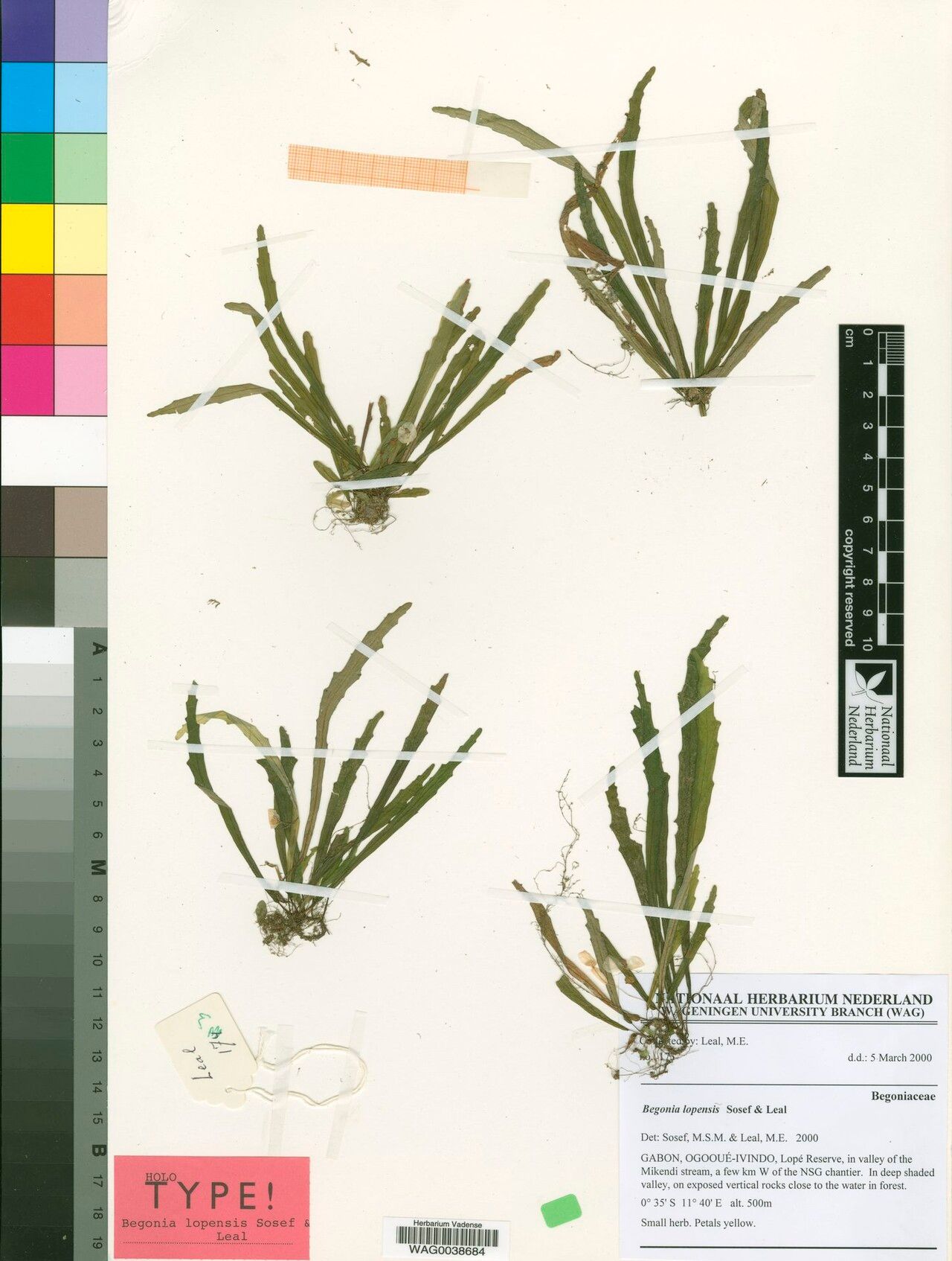 Begonia lopensis — houseplant care guide