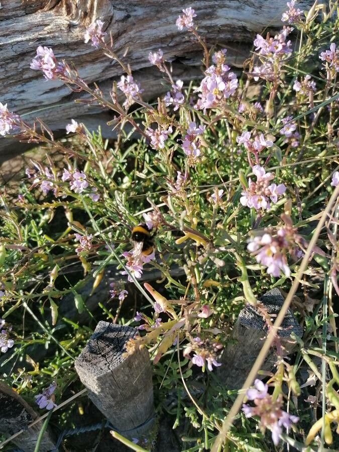 Cakile maritima leaf
